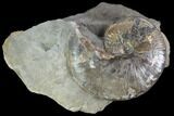 Beautiful Hoploscaphites Ammonite Specimen - South Dakota #98708-1